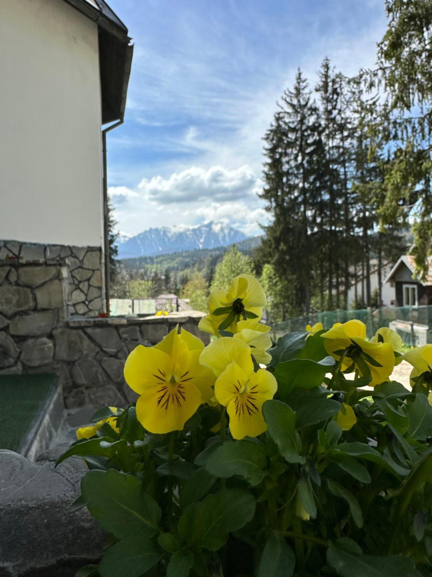 Pine Peak Apartments Predeal Exterior photo